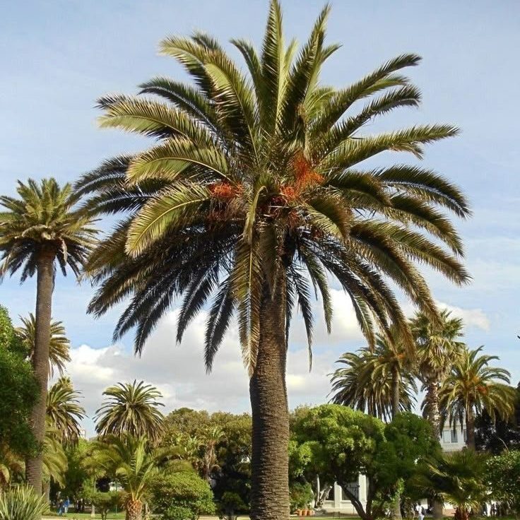 Production of high-quality palm oil.